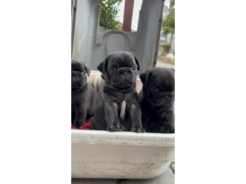 Pug siyah krem