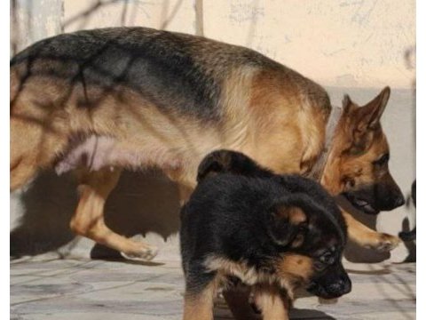 Safkan alman kurdu ırk ve sağlık garantili