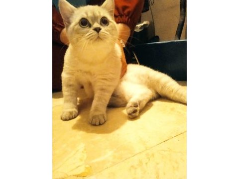 Uysal oyuncu british shorthair kedimiz
