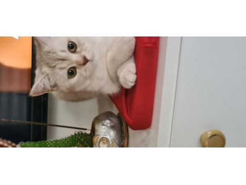 Bursa yavru british shorthair