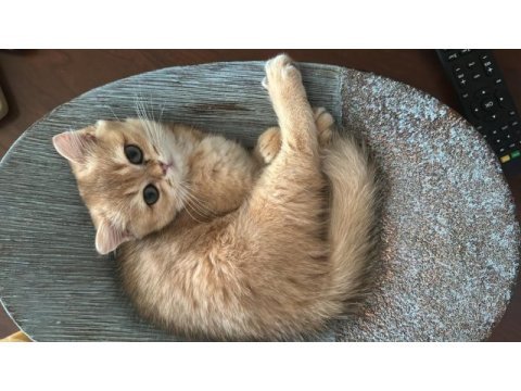 3 aylık golden brıtısh shorthaır
