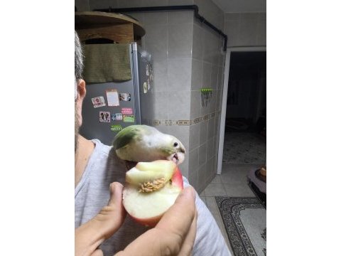 Konur papağanı 8 aylık