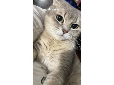 Beyaz british shorthair