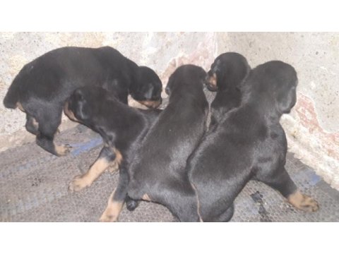 25 günlük doberman köpekleri