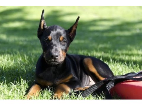 Estetikli dişi erkek doberman yavrular kapıda ödeme i