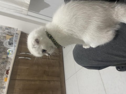 Eşsiz güzellikte ırk ve soy garantili scottish fold