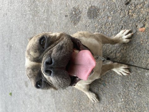 1 yaşında french bulldog yuvasını arıyor