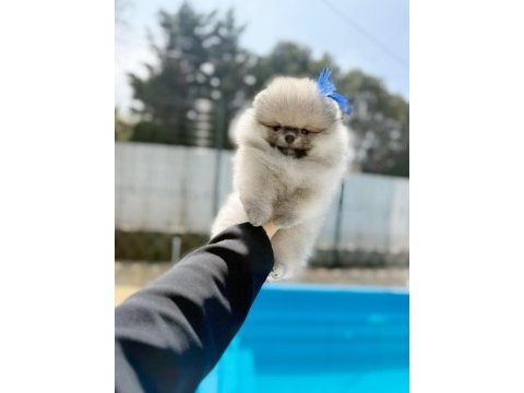 Pomeranian kalitesinin ve farkının farkında olan yavrular