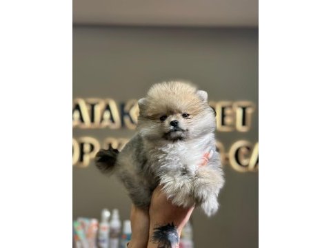 Ankaranın en seçkin pomeranian yavrusu