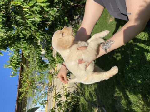 Golden retriever bebek köpeklerim