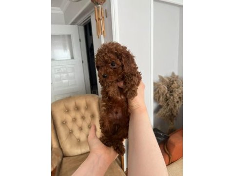 Minyatür kore toy poodle köpekler