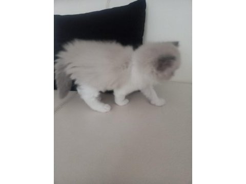 British longhair ve exotic shorthair