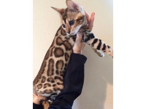 Diamond bengal kıttens ozy