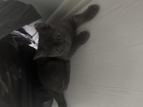 Yavru 4 aylık british shorthair ücretsiz