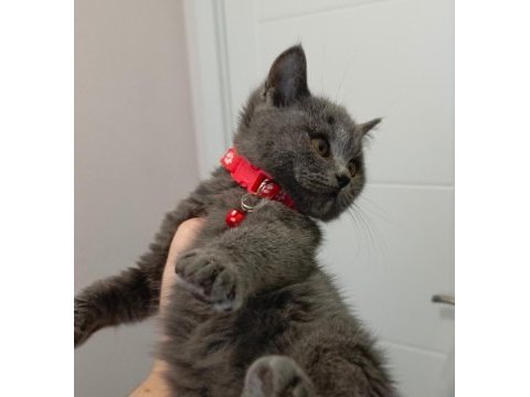 Sevimli british shorthair prenses
