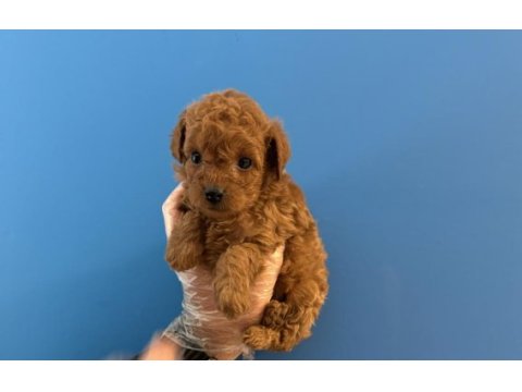 Orjinal toy poodle bebeklerimiz
