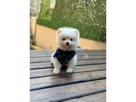 Yavru pomeranian boo köpekler