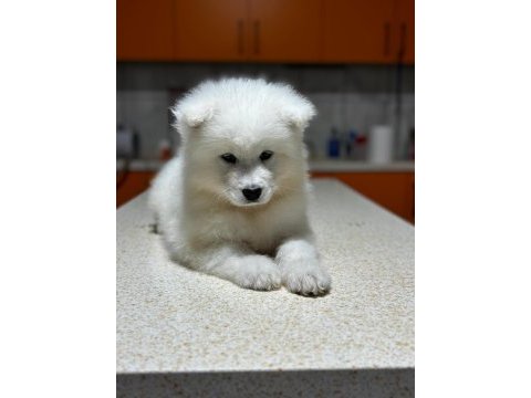 Samoyed yavruları
