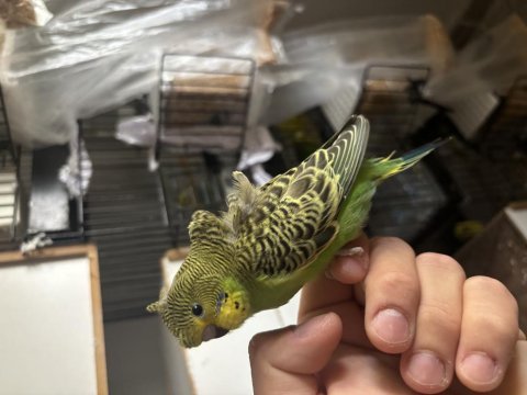 Japones muhabbet kuşu