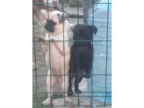 Sıfır burun erkek siyah ve dişi krem pug