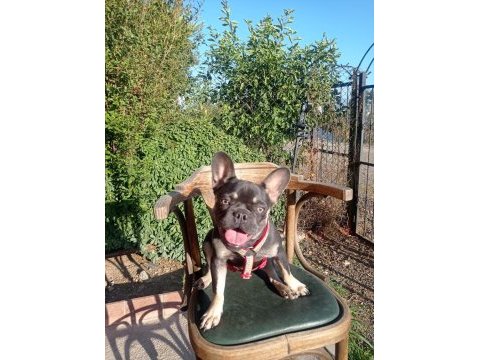 Erkek blue and tan isabella carrier french bulldog yavrular