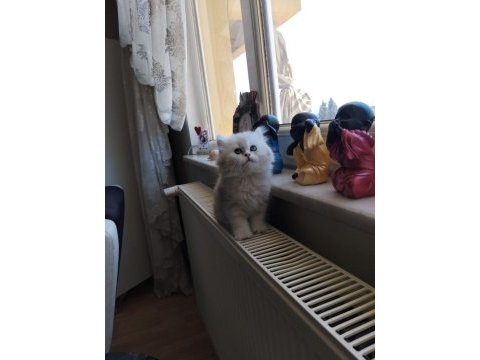 A kalite pamuk british longhair kız