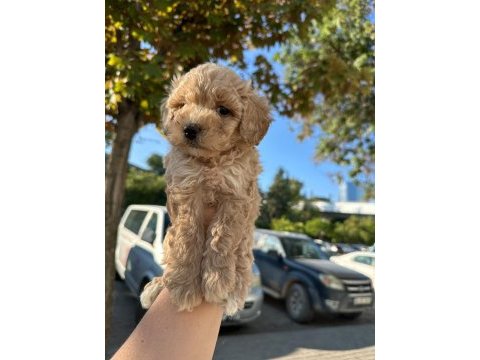 Maltipoo yavrum 55 günlük köpekler