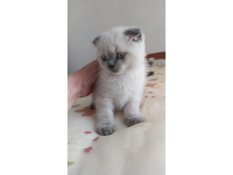 1.5 aylik safkan scottish fold blue point yavrularimiz