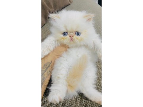Ciddi alıcılar lütfen persian