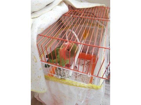 Ele alışık cennet papağanı