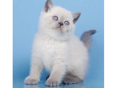British shorthair blue point yavrularım 