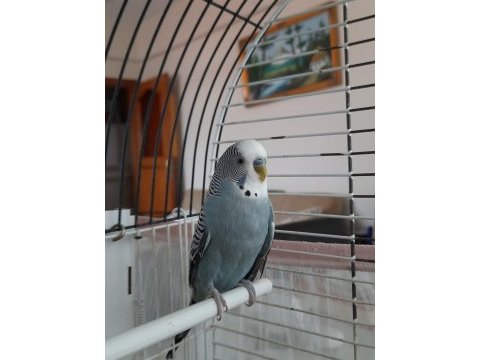 Ele alışık muhabbet kuşları