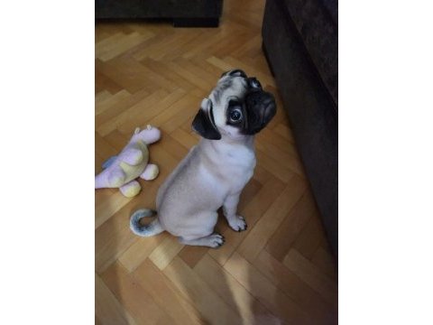 Eğitimli ve akıllı pug