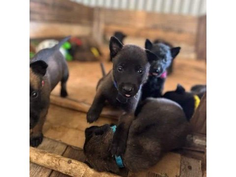 Belçika malinois yavruları