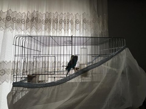 Çift muhabbet kuşu kafesiyle