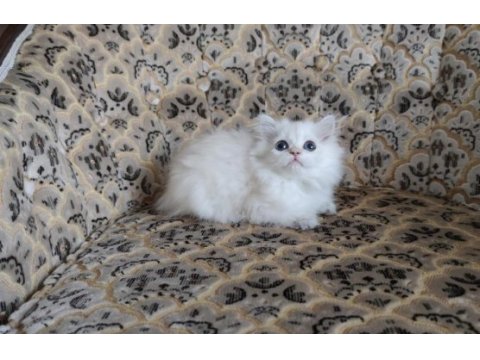 Son kalan a kalite dişi british longhair
