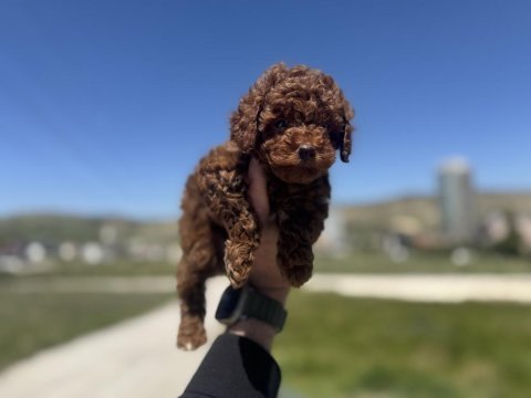 Wc eğitimli aşılı karneli toy poodle yavrular