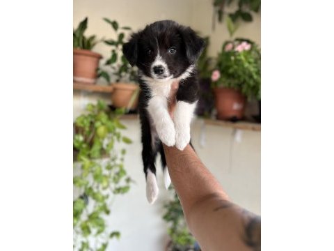 Border collie yavrular