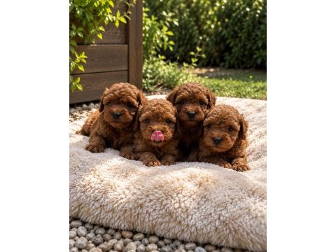 Ruhsatlı poodle evinden çok sayıda poodle bebek