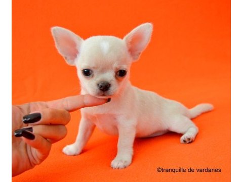 Chihuahua yavruları