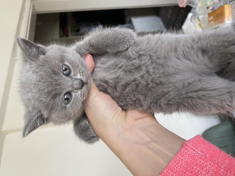 Yavru 3 adet sağlıklı british shorthair