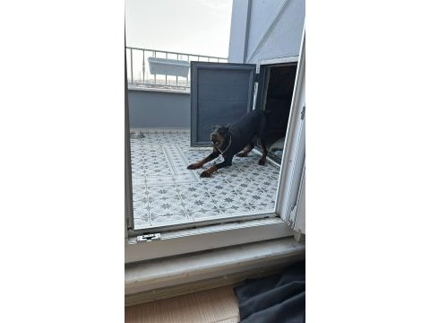 Dişi doberman 9 aylık
