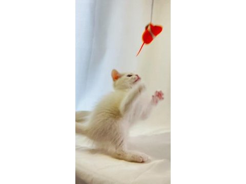 Farklı gözlere sahip beyaz british shorthair