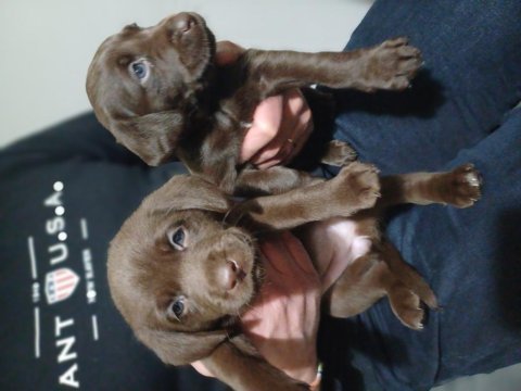 Labrador chocolate izmir