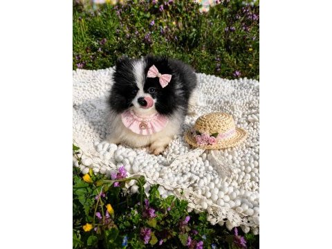 Özel görünümlü black ve white pomeranian boo yavrusu