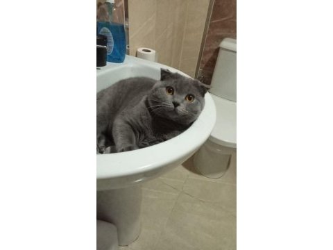 Acil erkek kedimiz