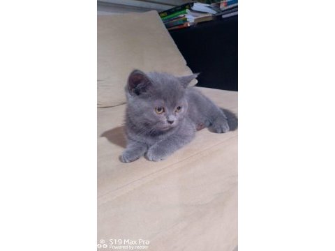 British shorthair ayıcık suratlar