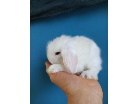 Hollanda teddy lop tavşan yavruları