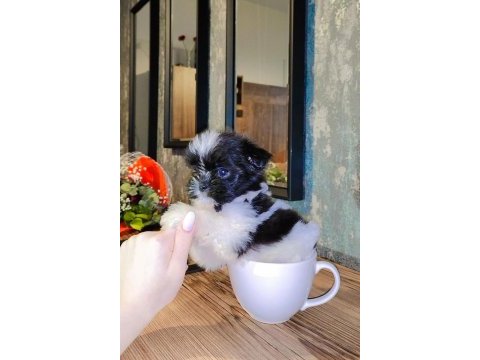 Büyümeyen boy minyatür teacup morkie bebek