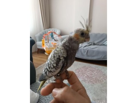 3 aylık erkek yavru sultan papağanı